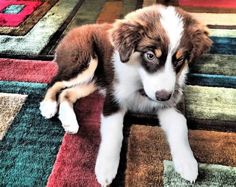 Aussie Husky Australian Shepherd And Husky Mix Info Pictures Characteristics And Facts Hepper