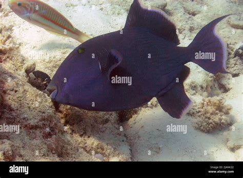 A Blue Triggerfish Pseudobalistes Fuscus In The Red Sea Egypt Stock