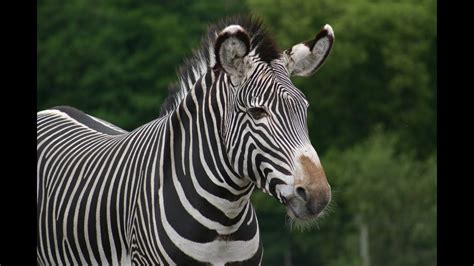 Zebra: Animals for Children Kids Videos Kindergarten Preschool Learning ...