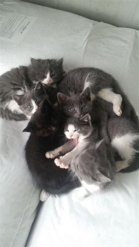 Sleepy Kitten Pile Wakeup X Post From Raww Awwakeup