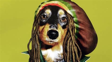 Study Reveals Dogs Love Reggae The Dog People By