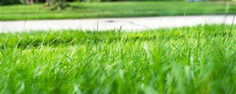 How To Care For Fescue — Learn Our Tips That Work