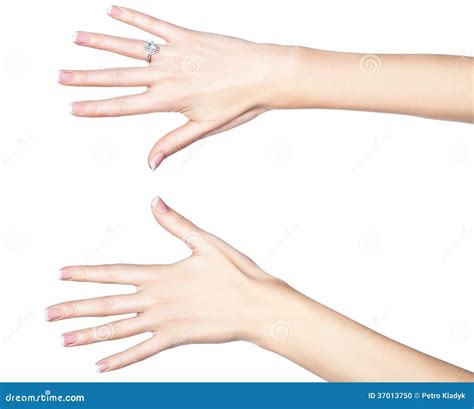 Beautiful Female Hands Stock Photo Image 37013750