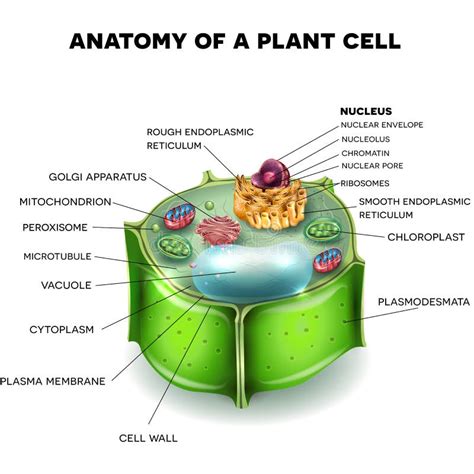 Plant Cell Stock Illustration Illustration Of Endocoplasmic 31606462