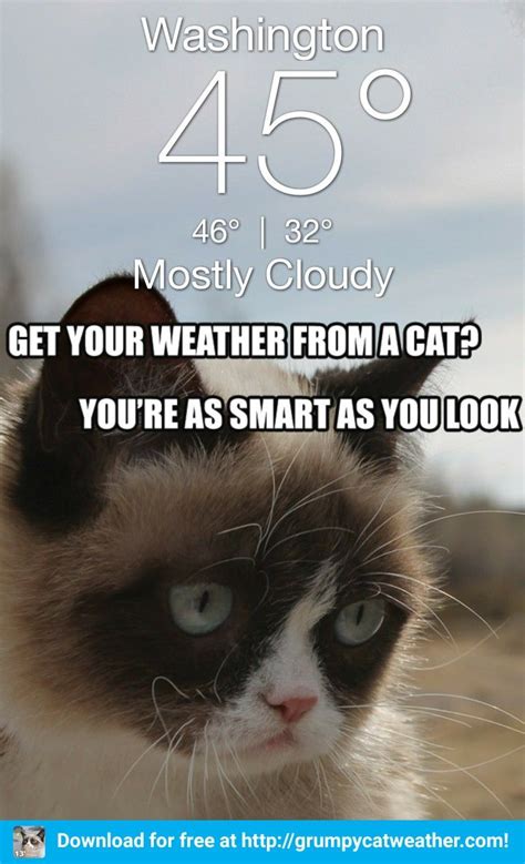 Pin By Jenny Lobb On Grumpy Weather Funny Grumpy Cat Memes Grumpy