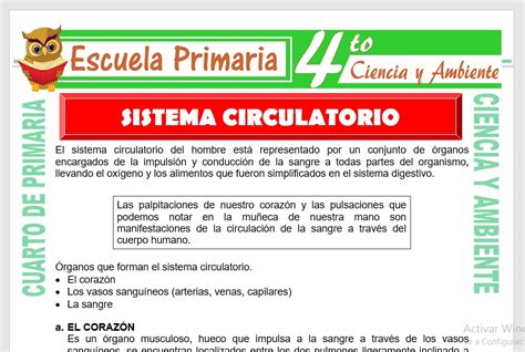 Sistema Circulatorio Para Cuarto De Primaria Escuela Primaria