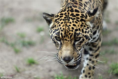 Rainforest Animals Facts And Pictures