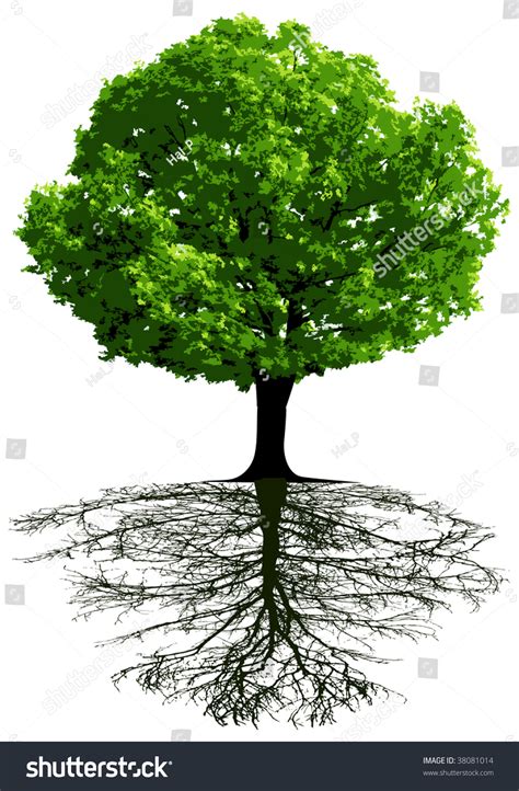 Trees Roots Stock Illustration 38081014 Shutterstock