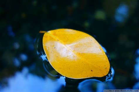 Yellow Leaf Floating In Blue Waters Photo