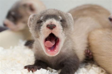 black footed ferret facts habitat diet life cycle babies pictures