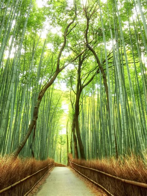 Free Download Beautiful Bamboo Forest Japan Hd Desktop Wallpaper