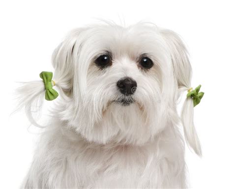 Maltese Dog 8 Years Old Sitting Stock Photo Image Of Cute Front