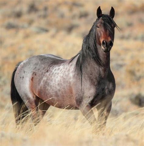 Pin By Bailey Wilson On Save The Wild Horses Mustang Horse Wild