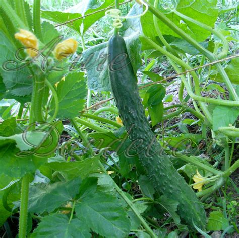 Planting Heirloom Japanese Long Cucumber Growing A Sense Of Security