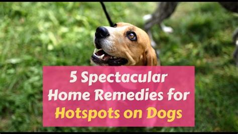 5 Spectacular Home Remedies For Hotspots On Dogs Dog Hot Spots Home
