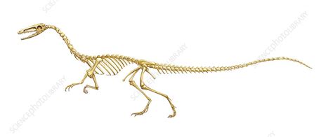 Coelophysis Dinosaur Skeleton Art Stock Image E4460555 Science