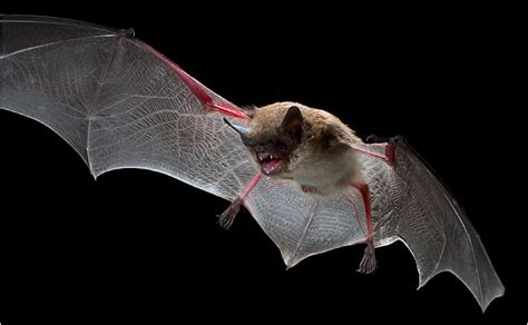 Bats Perish And No One Knows Why The New York Times