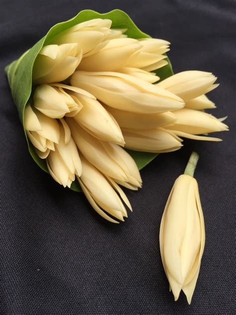 Magnolia × alba is wideley cultivated as an ornamental in asia, particularly tropical and subtropical regions of china and southeast asia for the magnolia — this article is about the plant genus. Magnolia Alba "White Champaca" จำปี @chaichit's home 11.10 ...