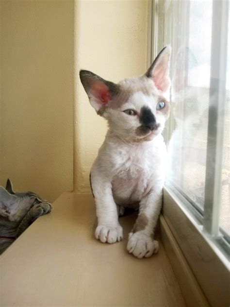 Devon Rex Cats Kitten For Sale Puppies For Sale Dogs