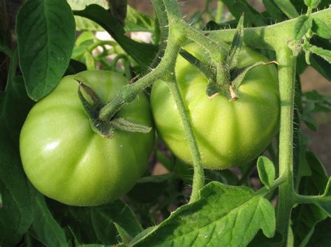 Green Tomatoes Free Stock Photo Public Domain Pictures