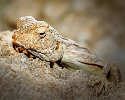 Gecko Camouflage Camouflage By The Rocks This Desert Geck Flickr