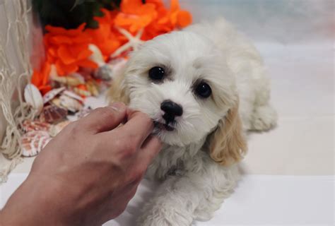 Vicky's toy puppies cavapoo breeders in texas. Cavapoo Puppies For Sale | Las Vegas, NV #279336 | Petzlover