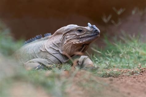 10 Tipos De Iguanas Que Tienes Que Ver Mascotas Únicas Tipos De Reptiles