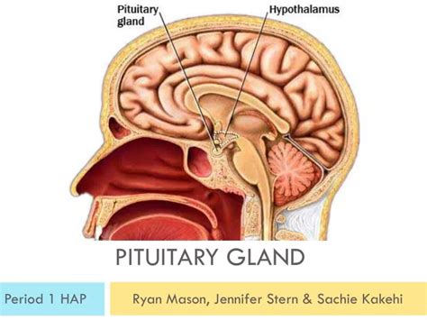 Pituitary Gland Anatomy And Physiology