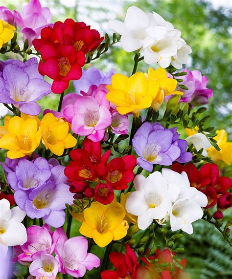 Top 10 Of The Most Fragrant Flowers In The World Page 4