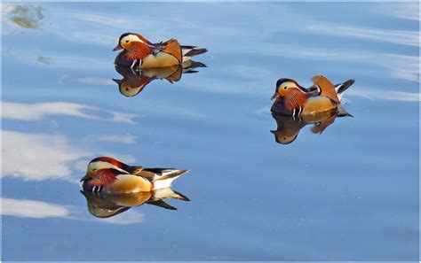 Männertag ist zwar kein feiertag, er fällt aber auf den feiertag christi himmelfahrt, der in ganz deutschland feiertag ist. Männertag. Foto & Bild | natur, spiegelung, tiere Bilder ...