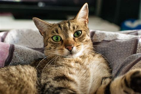 Eco katzenschrank daffy katzenmöbel katzentoilette katze möbel. Katzenklo kaufen: Verhaltensforschung zeigt, worauf es ...