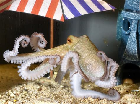 Scientists Dive Into The Dna Of Octopuses The Washington Post