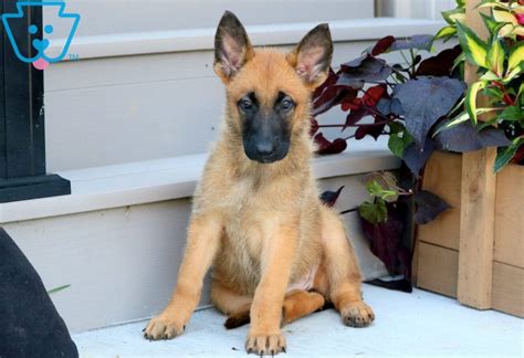 Puppyfinder.com is secure, simple and efficient way to find a puppy, sell a puppy or addopt dogs via internet. Marley | German Shepherd Mix Puppy For Sale | Keystone Puppies