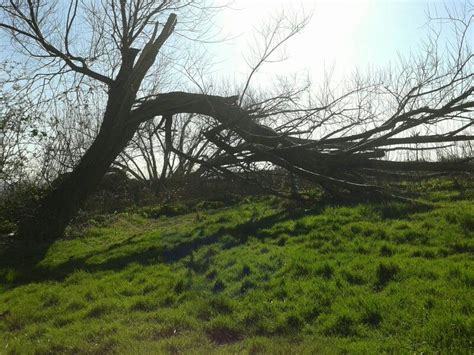 Damage Caused By Storm Doris Trees To Plant Tree Plants
