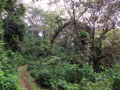 When bwindi was gazetted as a national park, the local bakigwa and batwa people were forced to relocate from their ancestral homes deep in the forest to villages on the park's boundaries in rural villages. Kazinga Tours and Safaris - Uganda - Rwanda - Tanzania ...
