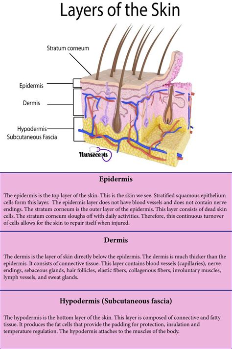 7 Facts About The Integumentary System Every Nursing Student Should