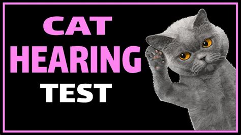 Cat Hearing Test Test Your Cats Ears Youtube