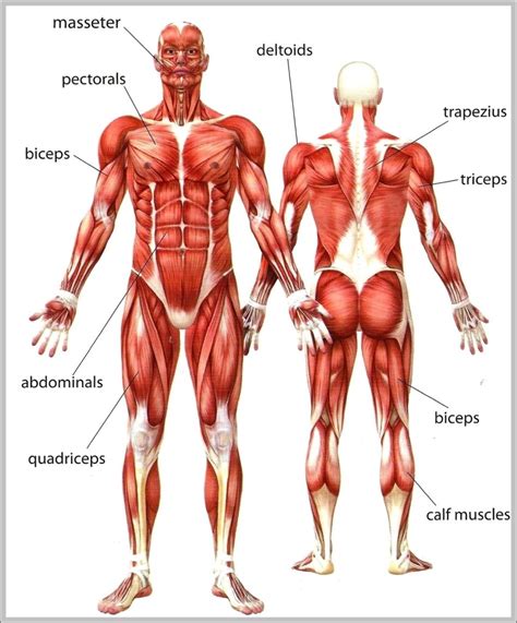 Their main purpose is to help us to move our body parts. Human body muscle names - Graph Diagram