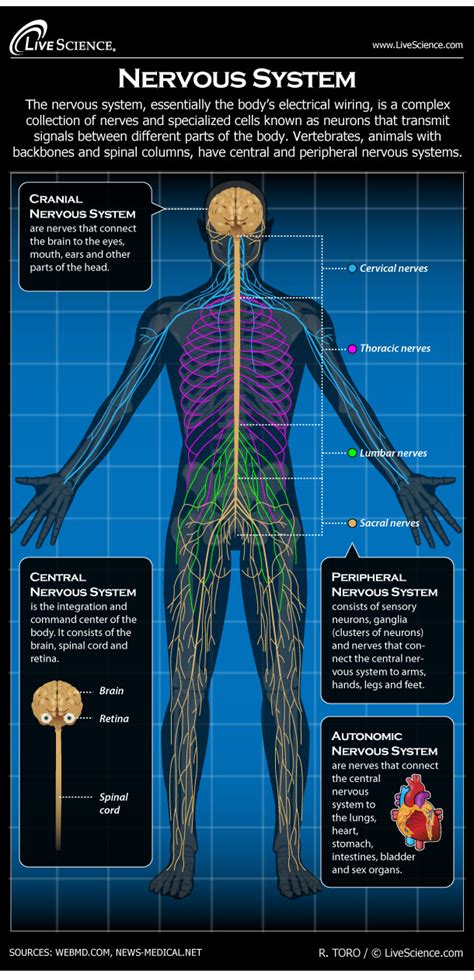 The brain is the most complex organ of the human body and the control center of the nervous system. Human Nervous System - Diagram - How It Works | Live Science