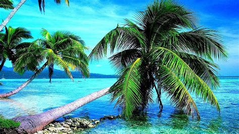 Slanting Palm Tree Above Beach Hd Palm Tree Wallpapers Hd Wallpapers