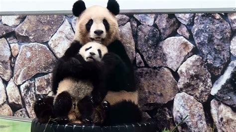 Panda Baby With His Mother パンダ アドベンチャーワールド Youtube