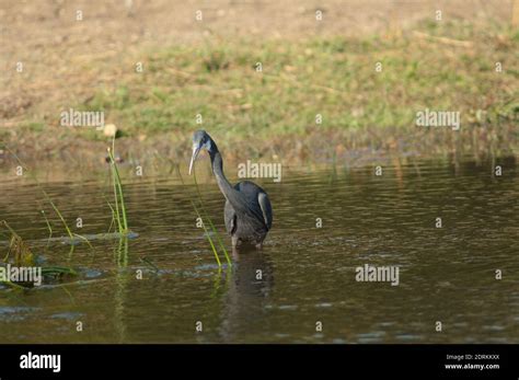 Western Reef Egret Egretta Gularis Dark Morph In The Hiran River Sasan Gir Sanctuary Gujarat