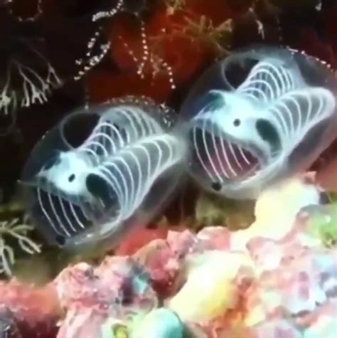 These Are Skeleton Panda Sea Squirts Also Known A Tumbex