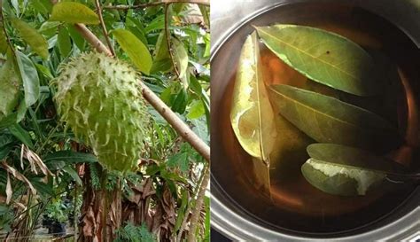 Kesemua varieti ini akan mengeluarkan hasil selepas 3 tahun penanaman pada pokok yang dijaga dengan baik dikebun. Khasiat daun durian belanda - The Malaya Post