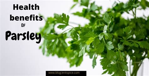 Health Benefits Of Parsley That Make It A Wonder Herb Knitspice