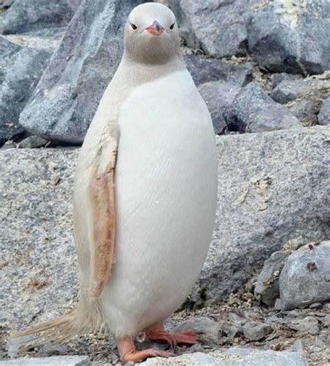 23 Albino Animals So Stunning You Will Literally Gasp