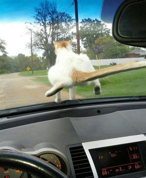 Literally Just 16 Of The Funniest Cat Pictures Weve Ever