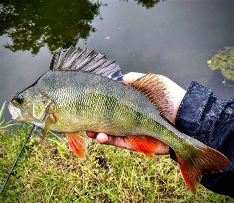 Perch Fishing Guide - Best Bait for Perch & More | BadAngling
