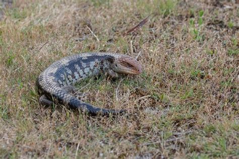 How Much Does It Cost To Own A Blue Tongue Skink Price Guide 2021