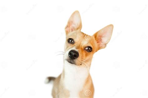 Cute Dog With Pointy Ears Stock Image Image Of Studio 61441317